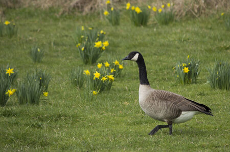 Single Canada Goose in a fresh spring field with flowersの写真素材