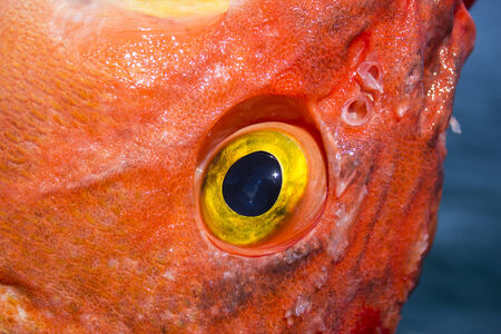 Close image of yellow eye rockfishの写真素材