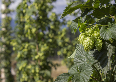 Row of hop plants naturally growing