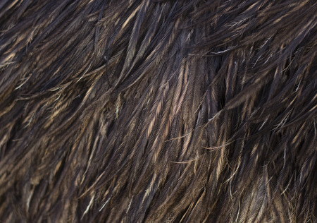 Image filled with Emu feather close-up