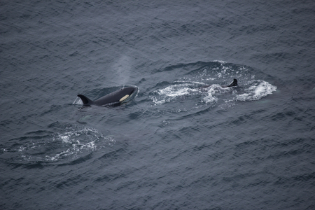 Image from above of orcas swimmingの写真素材