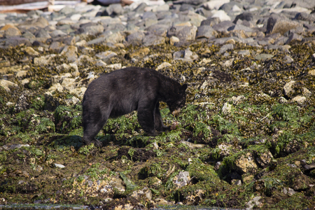 Black Bear in Canada Searching for foodの写真素材