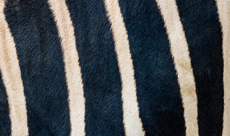 Zebra skin pattern texture backgroundの写真素材