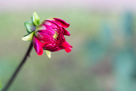 Beautiful Flower redの写真素材