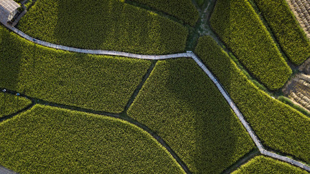 Top view of green rice plant.の写真素材