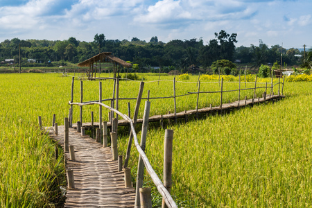 Wood bridge on plant riceの写真素材