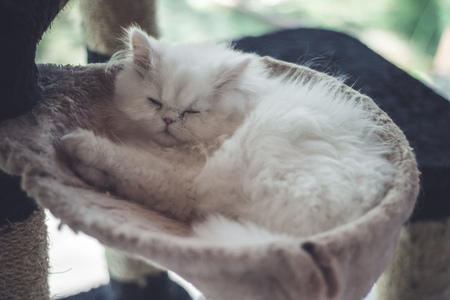 baby white cat sleepの写真素材