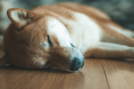 sweet dog sleep on the floorの写真素材