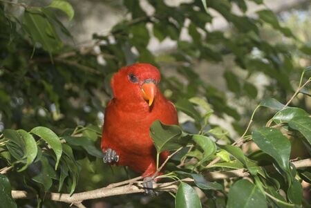 Beautiful tropical bird posing for pictures.の写真素材