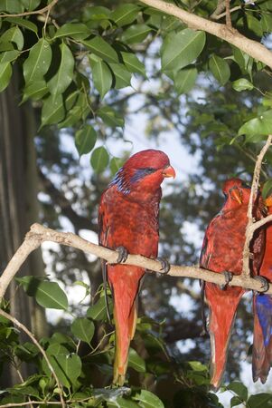 Beautiful tropical birds posing for pictures.