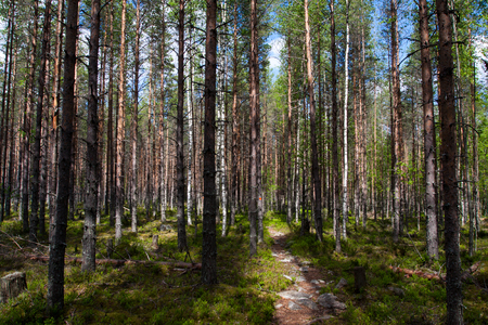 trail in the pine forest and cowberry bushesの写真素材