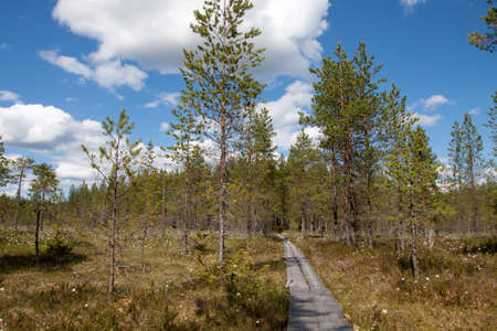 trail through the swamp forest in the summer