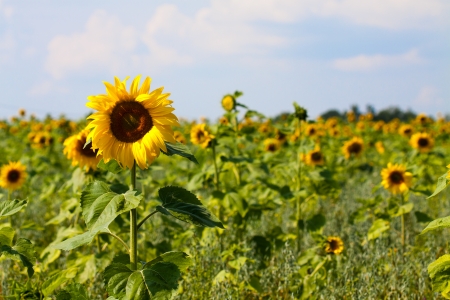 Bright yellow sunflower in the field in summerの写真素材
