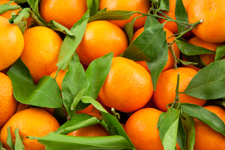ripe tangerines with leaves as a backgroundの写真素材