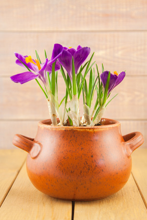 purple crocus flowers in a vase pot on planks backgroundの写真素材