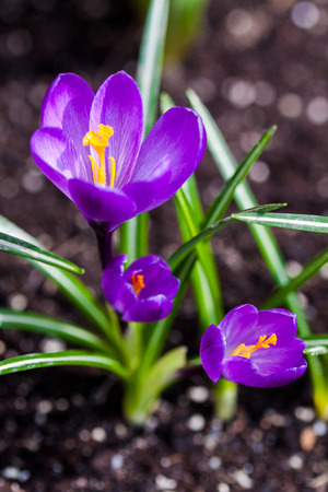 purple crocus flowers blossom in spring in the gardenの写真素材