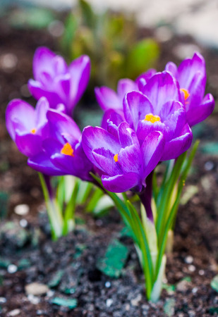 purple crocus flowers blossom in spring in the gardenの写真素材