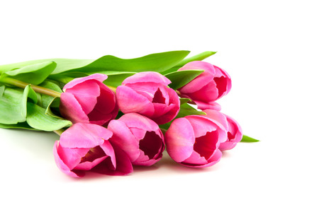 bouquet of pink tulips isolated on white backgroundの写真素材