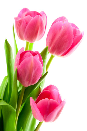 bouquet of pink tulips isolated on white backgroundの写真素材