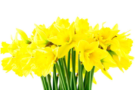 Yellow spring Daffodil (narcissus) on white backgroundの写真素材