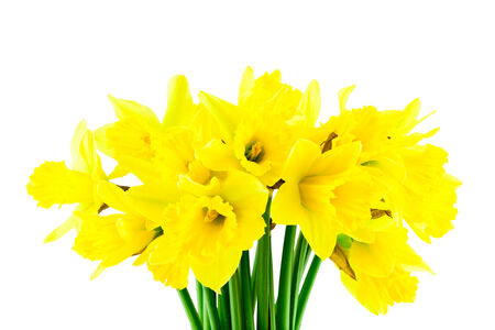 Yellow spring Daffodil (narcissus) on white backgroundの写真素材