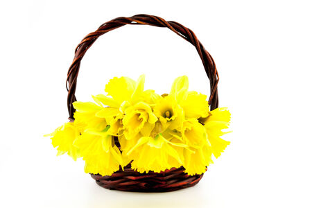 Yellow spring Daffodil (narcissus) in the basket on white backgroundの写真素材