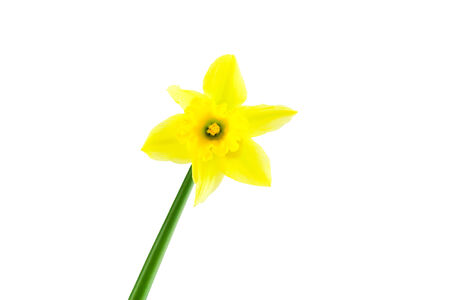 Yellow spring Daffodil (narcissus) on white backgroundの写真素材