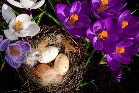 Easter eggs in nest with crocusesの写真素材