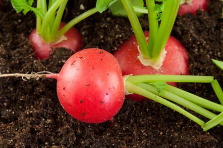 organic red radish grows in the groundの写真素材