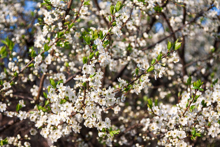 blooming apple tree with white beautiful flowersの写真素材