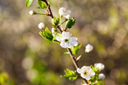 blooming plum tree branch with white beautiful flowers