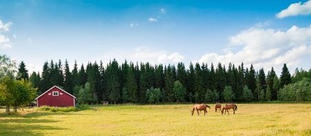 Horses grazing in the pasture at a horse farm