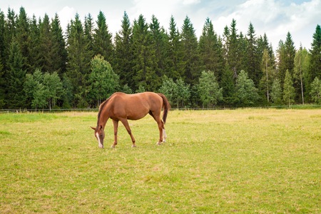 Horse grazing in the pasture at a horse farmの写真素材