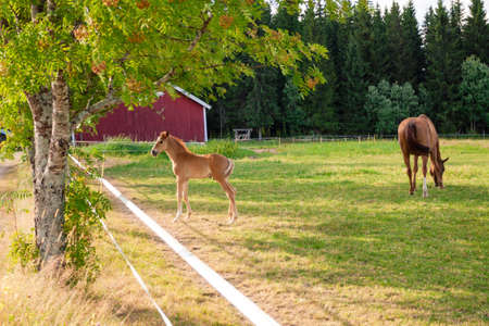 Horse and foal grazing in a pasture in a horse farm