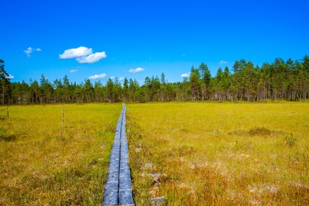 wooden path through the pine forest in the national parkの写真素材