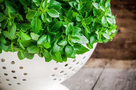 fresh organic basil in white colander on a rustic wooden backgroundの写真素材