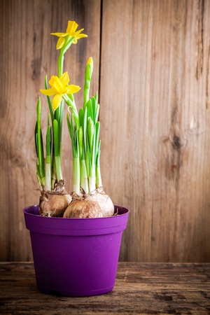 yellow narcissuses blooming in a pot on a wooden background