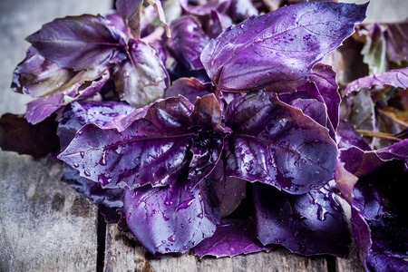 beam of purple basil on the rustic wooden table closeupの写真素材