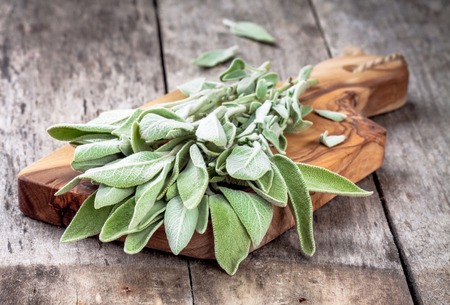 Fresh organic bundle of sage on a rustic wooden tableの写真素材