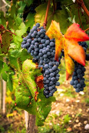 Organic ripe black grapes for vine. Vineyard.の写真素材