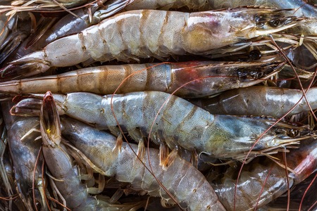 Whole fresh raw shrimps seafood closeup ready to cookの写真素材