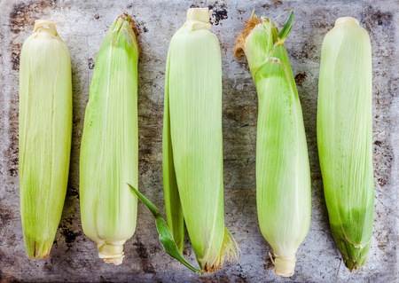 fresh raw organic sweet corn cobs on rustic background