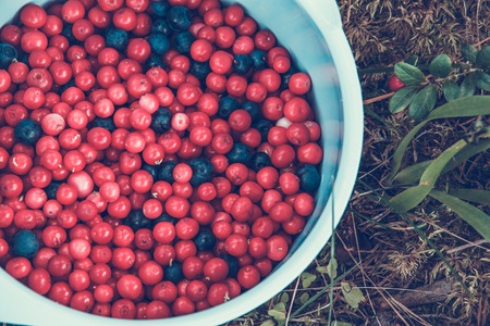 a bowl of lingonberries and blueberries in the forestの写真素材
