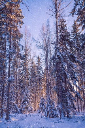 Beautiful winter landscape: snowy forest on sunny day in Finlandの写真素材