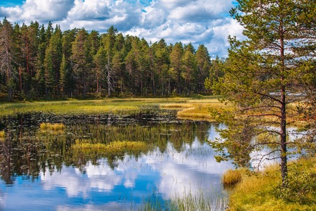 Idyllic summer landscape with clear lake in Salamajarvi National Park, Finlandの写真素材
