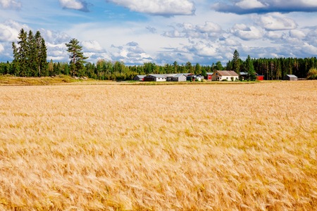 Golden wheat field and farm landscape in rural country Finlandの写真素材