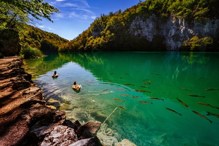 Crystal clear water with fish - Plitvice Lakes National Park - Plitvice Jezara, Croatiaの写真素材