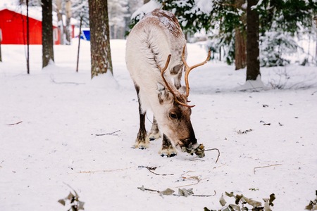Reindeer in a snow winter forest in Lapland. Finlandの写真素材