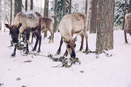 Reindeers in a snow winter forest farm in Lapland. Finlandの写真素材