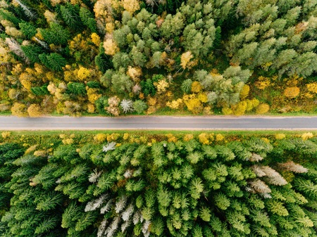 Road in the colored autumn forest aerial viewの写真素材
